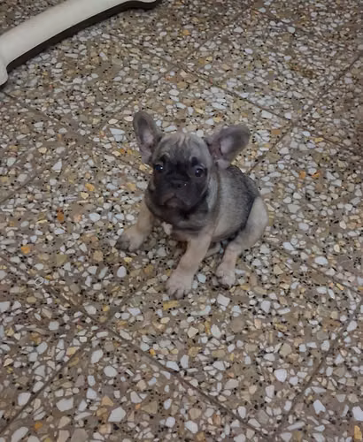 Bulldog francés  - Imagen 6