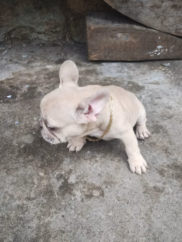 Bulldog francés  - Imagen 2