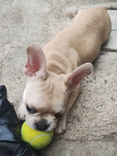 Bulldog francés 