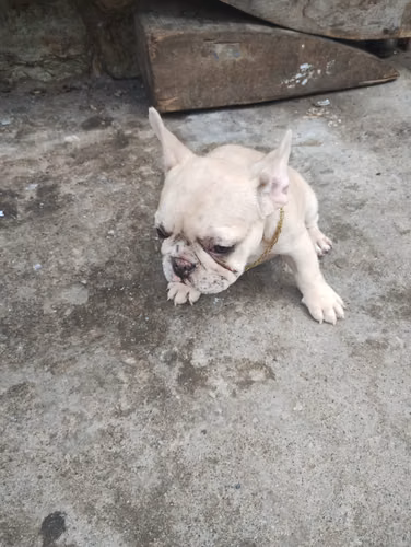 Bulldog francés  - Imagen 3