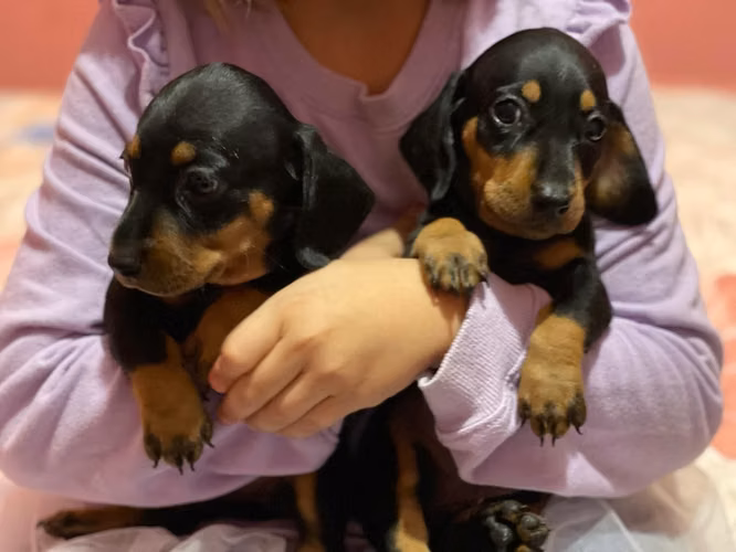 Salchicha dachshund  - Imagen 4