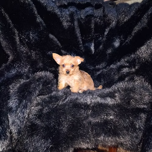 Chorkie - Imagen 3
