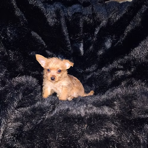 Chorkie