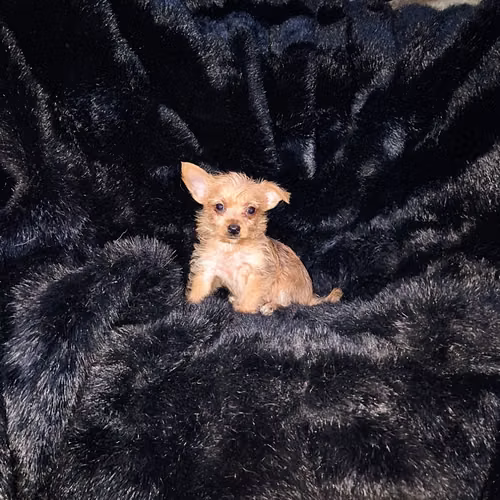 Chorkie - Imagen 2