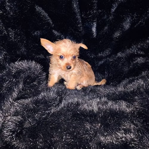 Chorkie - Imagen 4