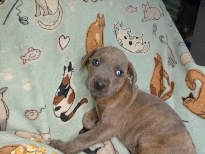 Hermosos cachorros cruce de pitbull - Imagen 4