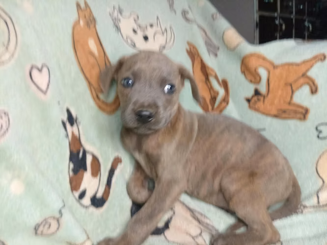 Hermosos cachorros cruce de pitbull - Imagen 2