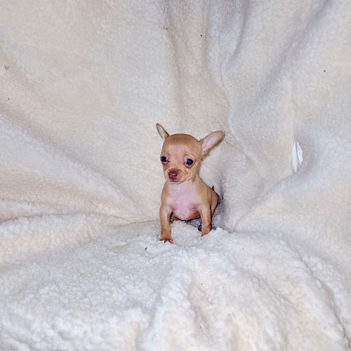 Chihuahua de bolsillo 