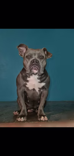 American pitbull  - Imagen 2