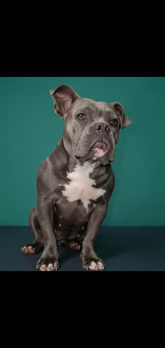 American pitbull  - Imagen 1