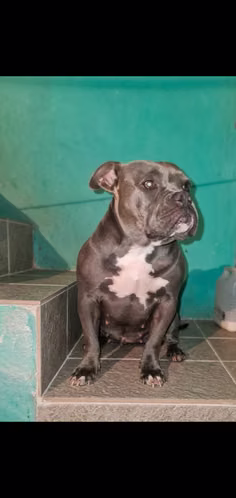 American pitbull  - Imagen 3