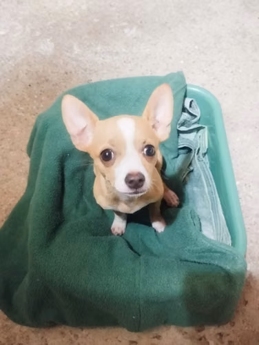 Perra chuhuahua