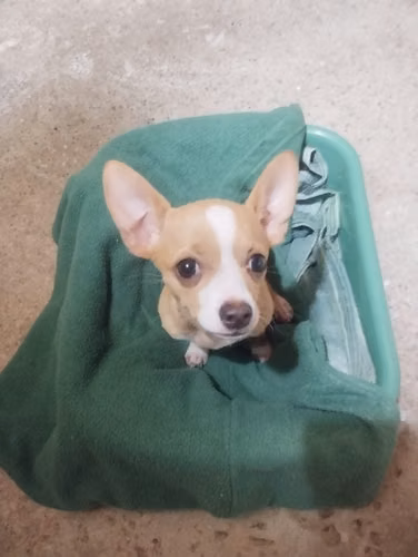 Perra chuhuahua