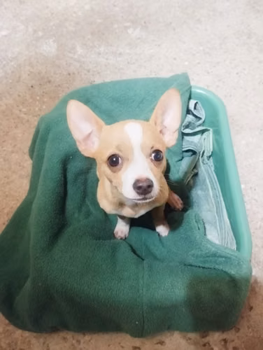 Perra chuhuahua