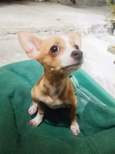 Perra chihuahua - Imagen 4