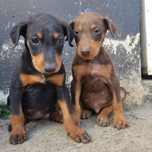 Doberman machos y hembras - Imagen 3