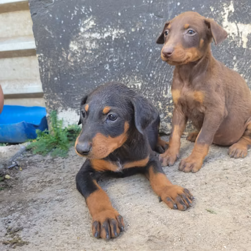 Doberman machos y hembras - Imagen 4