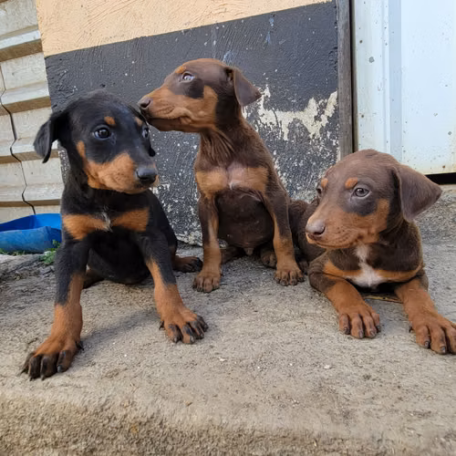 Doberman machos y hembras - Imagen 5