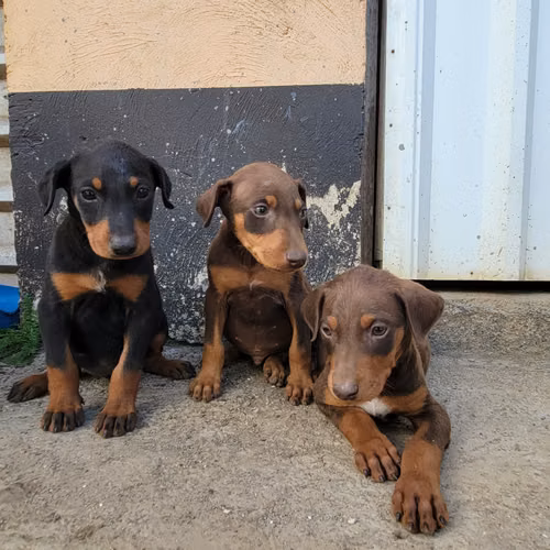 Doberman machos y hembras - Imagen 2