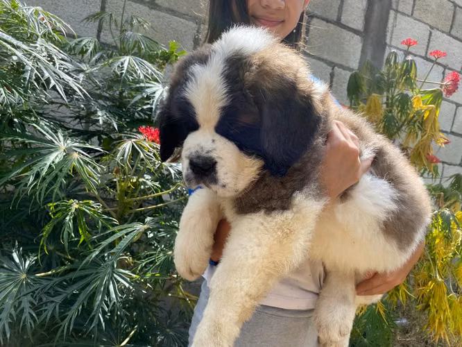 Cachorros San Bernardo  - Imagen 2
