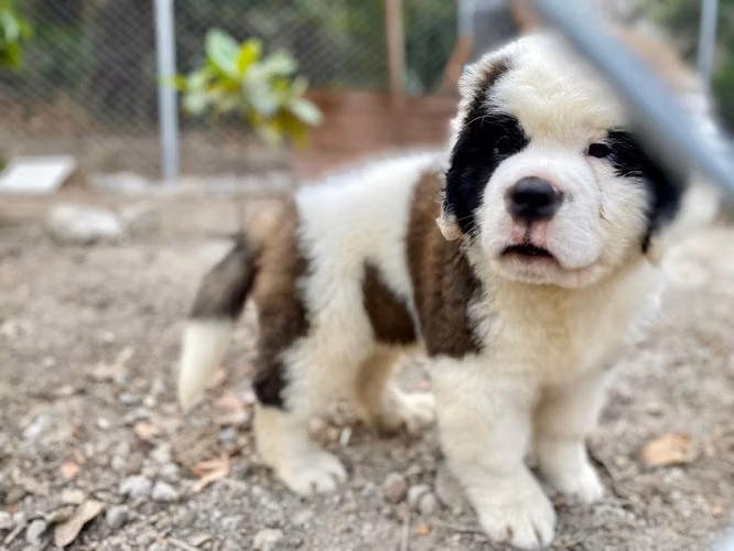 Cachorros San Bernardo  - Imagen 7