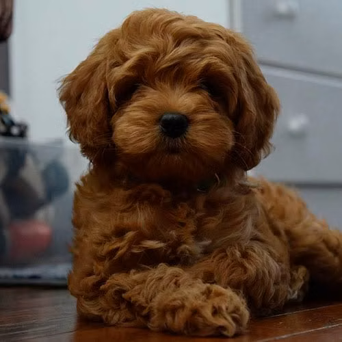 Cachorro French Cavapoo color Cafe