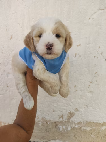 Amorosa French pinta lista para su nuevo hogar  - Imagen 3