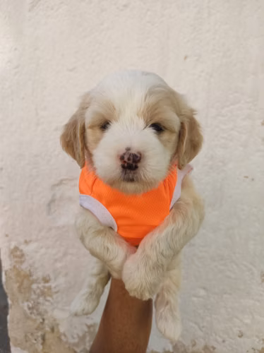 Amorosa French pinta lista para su nuevo hogar  - Imagen 4