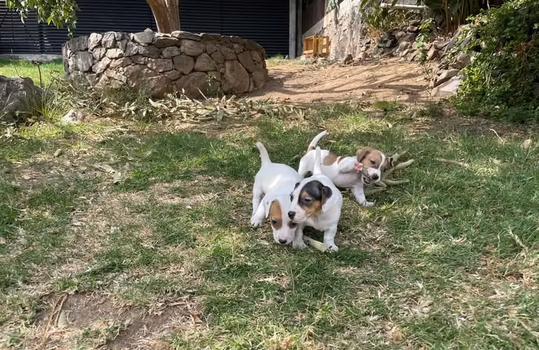 Jack Russell Terrier  - Imagen 4