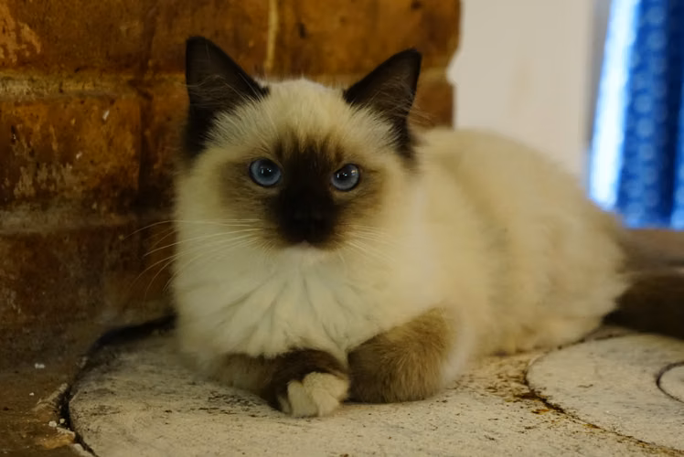 GATITOS RAGDOLL