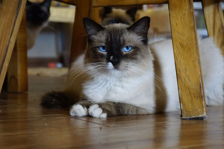 GATITOS RAGDOLL