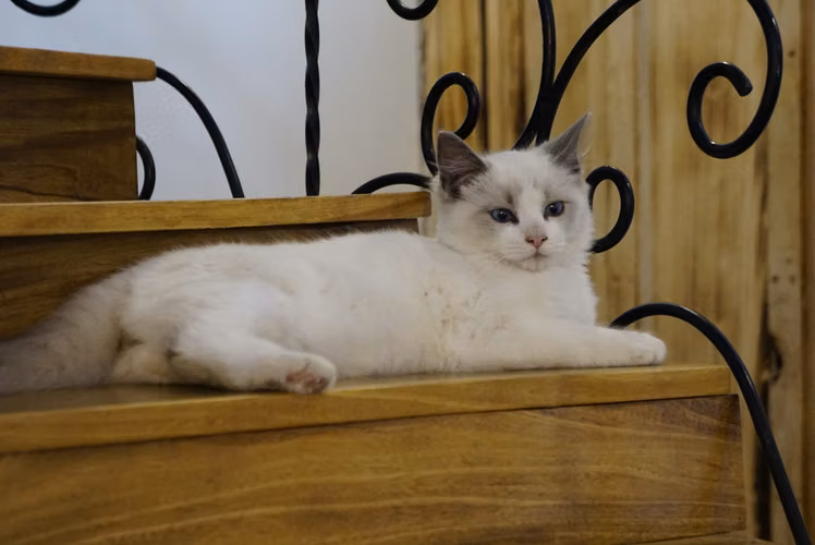 GATITOS RAGDOLL