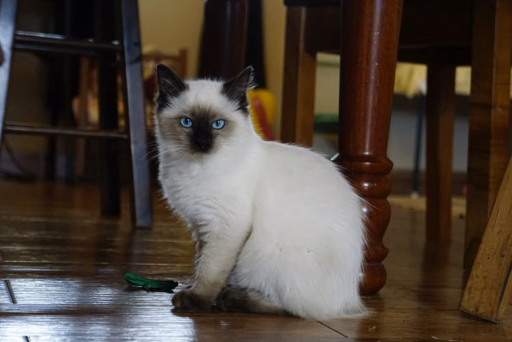 RAGDOLL KITTENS