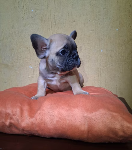Bulldog francés  - Imagen 2