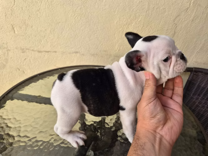 Bulldog Frances disponibles