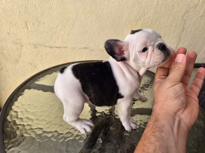 Bulldog Frances disponibles