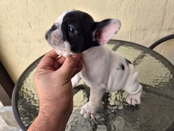 Bulldog Frances available