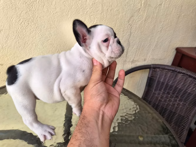 Bulldog Frances disponibles