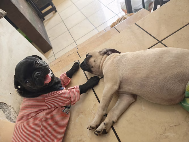 Pug hembra y macho  - Imagen 3