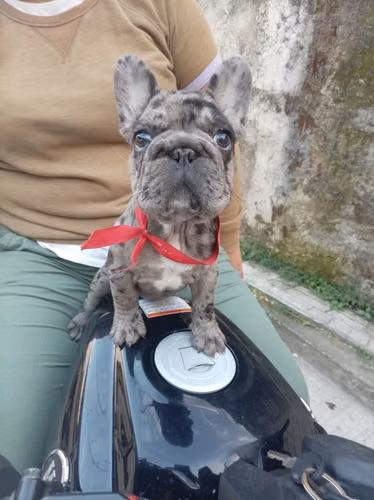 Hermosa perrita bull dog  - Imagen 4