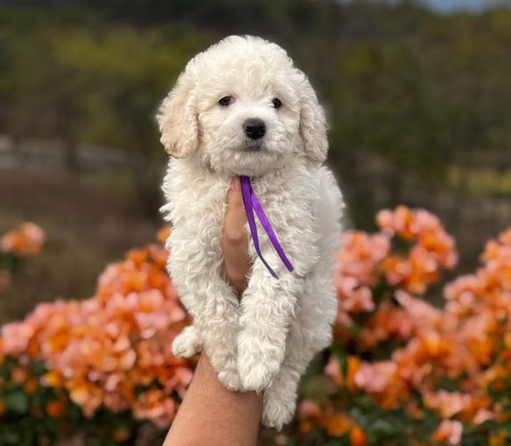 FRENCH POODLE HEMBRA - Imagen 8