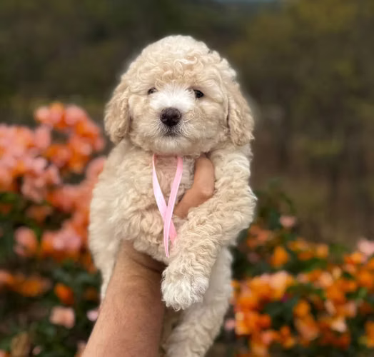 FRENCH POODLE HEMBRA - Imagen 6