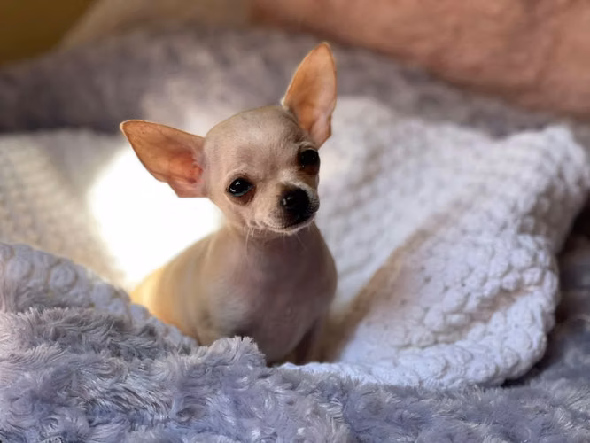 CHIHUAHUA HEMBRA CABEZA DE MANZANA 