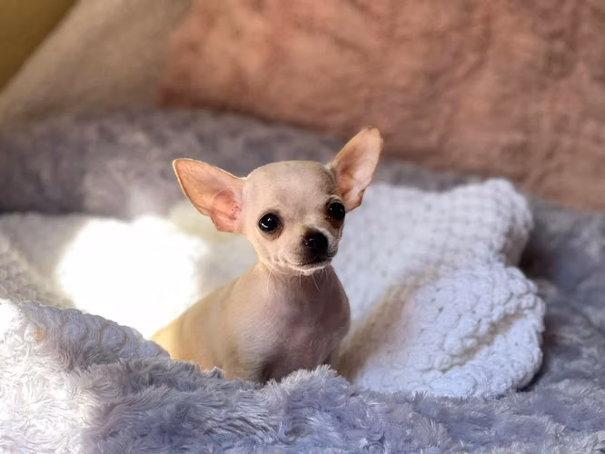 CHIHUAHUA HEMBRA CABEZA DE MANZANA  - Imagen 2