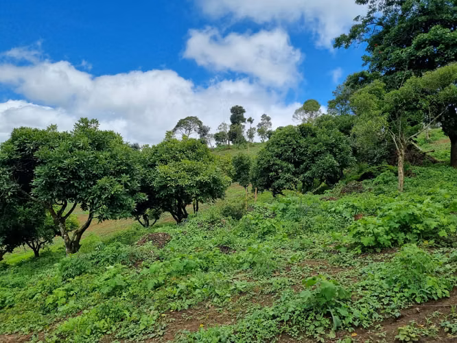 Terreno en Venta de 3 Manzanas sobre Carretera – Santo Domingo Xenacoj