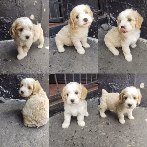Hembra Cavoodle juguetóna