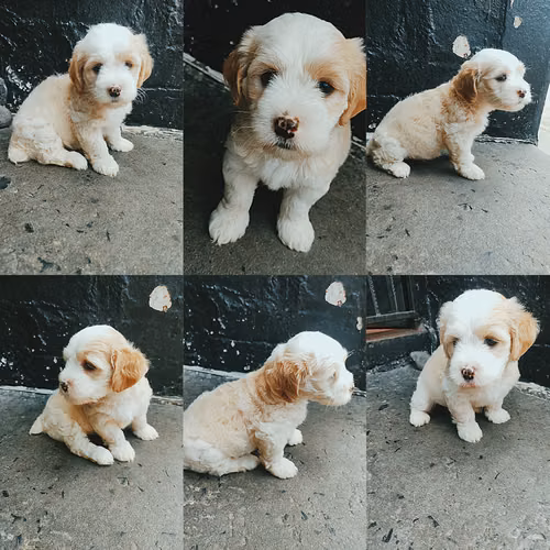 Hembra Cavoodle en la ciudad 