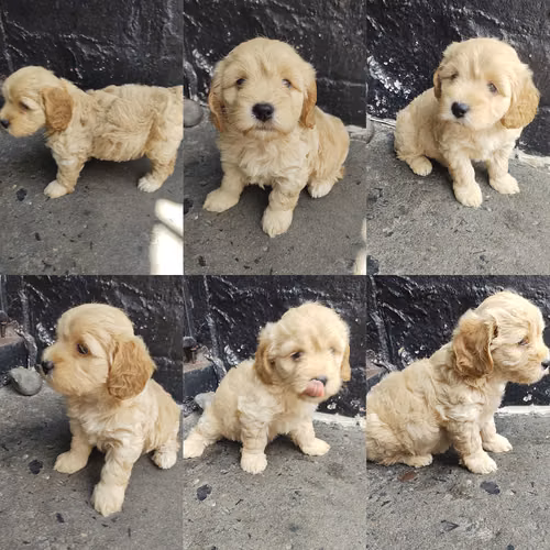 Hembra Cavoodle Cafe
