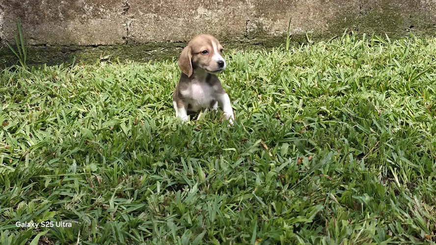 Beagle macho y hembra 