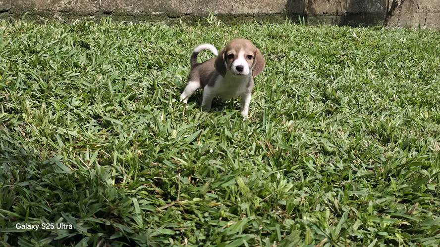 Beagle macho y hembra 